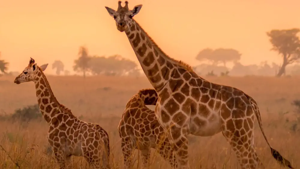 8 days Uganda Wildlife Adventure safari