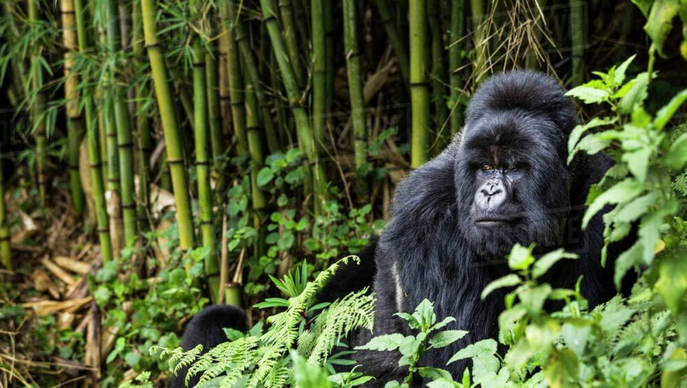 3 Days Gorilla Trekking Safari in Bwindi NP.