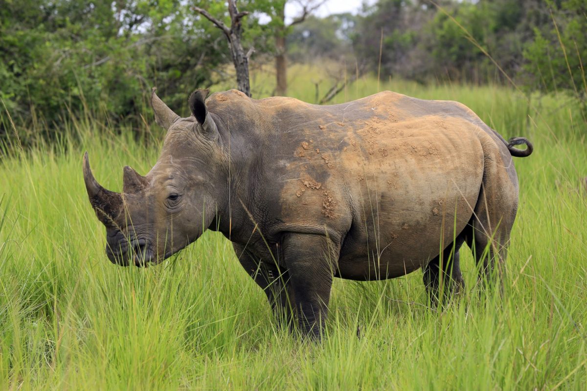 Ziwa Rhino Sanctuary. - Africa Gorilla Trekking Safaris in Uganda ...