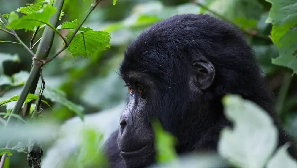 10 Days Uganda wildlife and Primates safari