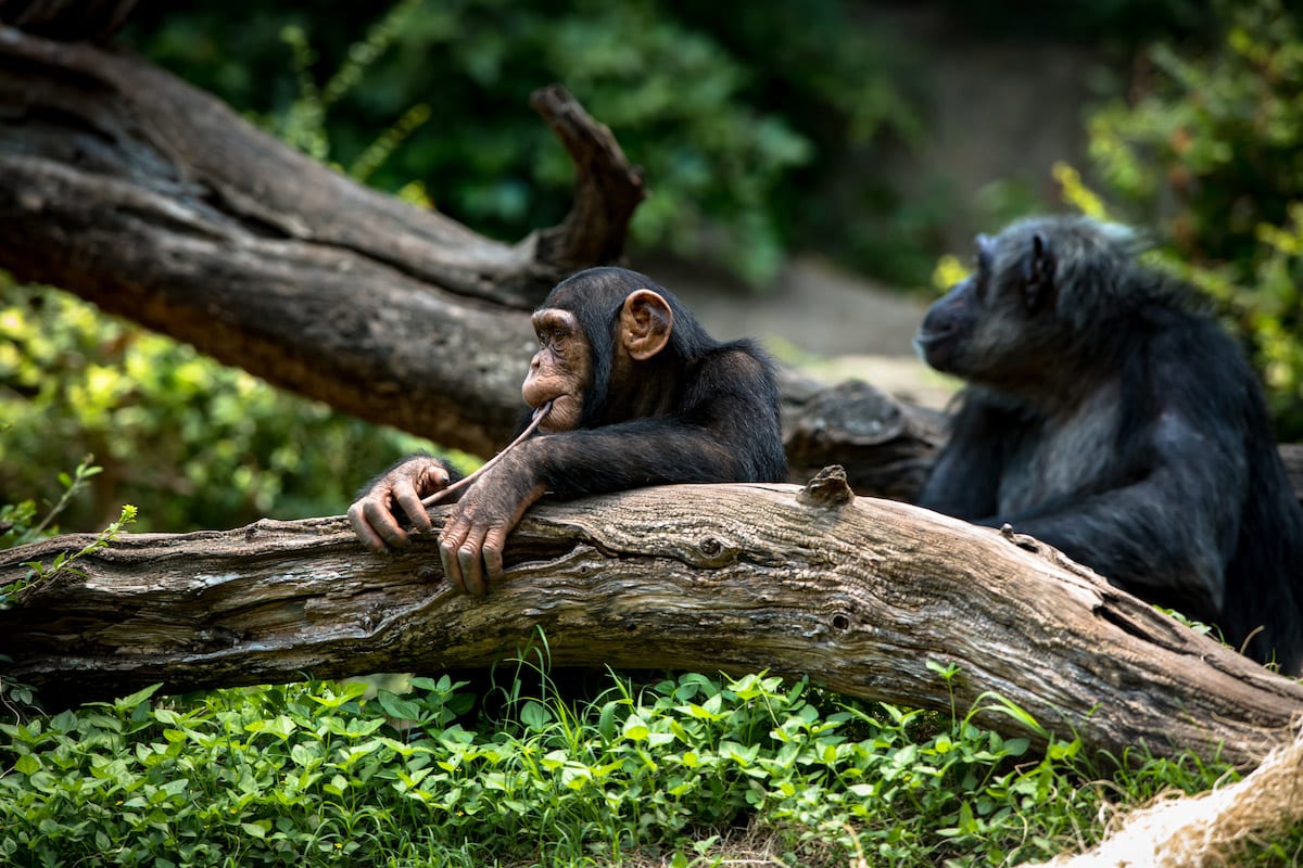 Chimpanzee Trekking in Budongo Forest