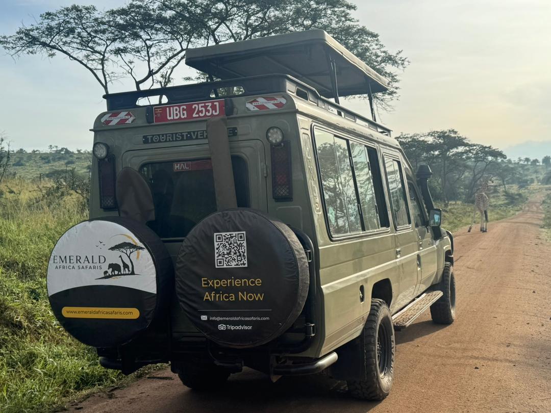 Uganda Safari in High Season vs Low Season